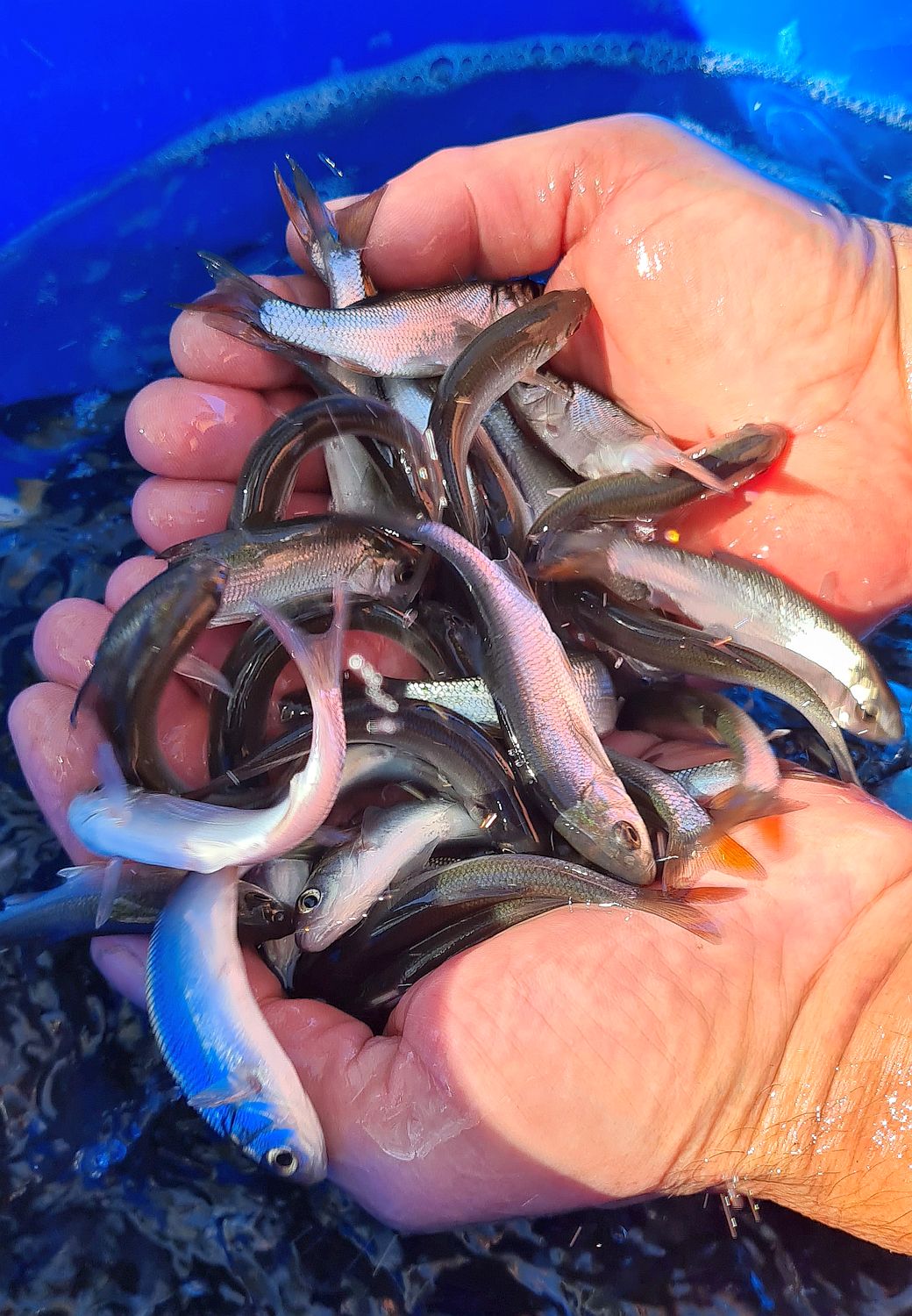 Isen_kleine Fische3